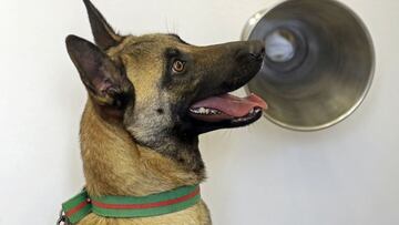 Las razas de perros más activas: ¿cuáles son y en qué habilidades destacan?