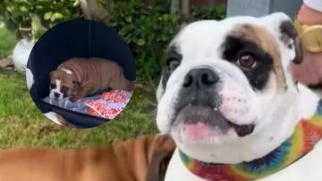 Muestran el primer encuentro entre un bulldog y su hermano menor y las redes estallan de ternura: “La mejor raza del mundo”