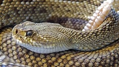 This volcanic island in the Gulf of California is the largest rattlesnake nest in the world