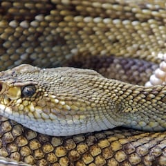 Excursionista muere por mordedura de serpiente de cascabel