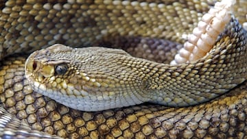 The biggest rattlesnake nest in the world
