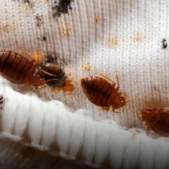 CDMX: ¿qué escuelas y facultades suspendieron clases por plaga de chinches?