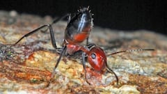 Así son las hormigas kamikaze que se suicidan explotando para proteger a su colonia