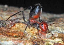 Así son las hormigas kamikaze que se suicidan explotando para proteger a su colonia