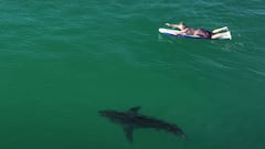 Tibur&oacute;n blanco y surfista nadando en paralelo en California. 