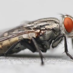 ¿Por qué hay más moscas en verano y cómo puedo evitar que entren en casa?