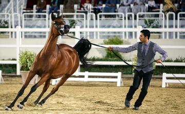 El Campeonato de caballos árabes de Omán en imágenes