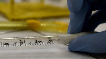 Brasil conf¨ªa en que la OMS despeje las dudas sobre el zika