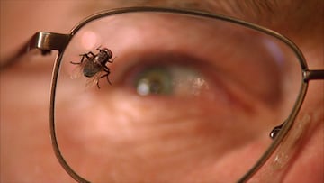 La mosca (Fly) Breaking Bad