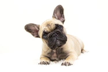 Las razas de perros que menos ladran: ¿cuáles son los más tranquilos?