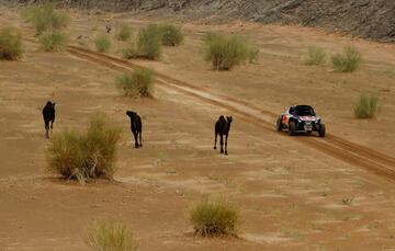 Bonita imagen de un coche pasando cerca de tres dromedarios durante la séptima etapa del Dakar. 