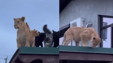 Cachorro de león es visto en un techo acompañado de gatos