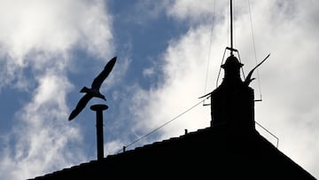 Una gaviota sobrevuela la chimenea, en la primera jornada del c車nclave, a 7 de mayo de 2025, en Ciudad de Vaticano (Vaticano). Antes de la celebraci車n del C車nclave, los 133 cardenales electores llamados a elegir al 267? Romano Pont赤fice han prestado juramento de confidencialidad y se comprometen a rechazar cualquier influencia externa antes de iniciar las votaciones del C車nclave que elegir芍 al sucesor de Francisco, el m芍s abierto y blindado de la historia.
07 MAYO 2025;C?NCLAVE;CARDENALES;ROMA;VATICANO;CAPILLA SIXTINA;BAS?LICA DE SAN PEDRO;ORACI?N;PAPA;SUCESI?N;VOTACI?N;
Stefano Spaziani / Europa Press
07/05/2025