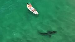 Un surfista reposa sobre su tabla de Stand Up Paddle (SUP) con un tibur&oacute;n blanco al lado, en el sur de California (Estados Unidos), visto desde el aire. 