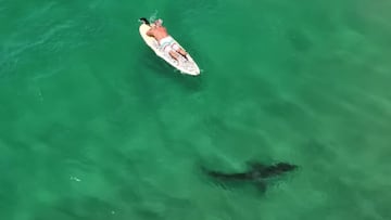 Un surfista reposa sobre su tabla de Stand Up Paddle (SUP) con un tiburón blanco al lado, en el sur de California (Estados Unidos), visto desde el aire.