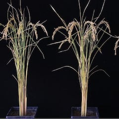 Logran aumentar un 50% el cultivo de patatas y arroz gracias a un gen animal