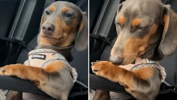 Adorable dog co-pilot fights to stay awake despite being exhausted