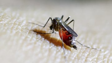 Los Centros para el Control y Prevención de Enfermedades emitieron una advertencia por el brote de chikungunya en China.