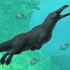 Descubren un fósil de ballena con patas de hace 43 millones de años