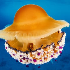 El uso cosmético que podrían tener las medusas ‘huevo frito’ del Mediterráneo