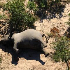 ¿Por qué murieron los elefantes en Botsuana y no otros animales?