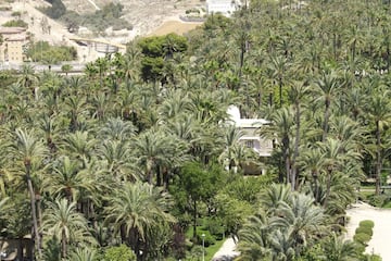Tiene 200.000 árboles y se trata del palmeral más grande de Europa. Conserva el sistema de riego que construyeron los musulmanes en el siglo VIII siendo el único ejemplo que queda de esta técnica agrícola en Europa. Además de ser un ejemplo de sostenibilidad de desarrollo de ecosistemas frágiles, este palmeral permite la permanencia de profesiones ancestrales como la palma blanca, que es un modo de recolección y producción de hojas de palmera que tras pasar por un proceso de blanqueado y tejido, se lucen en el Domingo de Ramos.