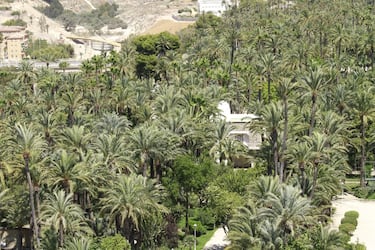 Tiene 200.000 árboles y se trata del palmeral más grande de Europa. Conserva el sistema de riego que construyeron los musulmanes en el siglo VIII siendo el único ejemplo que queda de esta técnica agrícola en Europa. Además de ser un ejemplo de sostenibilidad de desarrollo de ecosistemas frágiles, este palmeral permite la permanencia de profesiones ancestrales como la palma blanca, que es un modo de recolección y producción de hojas de palmera que tras pasar por un proceso de blanqueado y tejido, se lucen en el Domingo de Ramos.