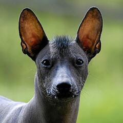 Día de Muertos 2023: origen y significado del perro Xoloitzcuintle