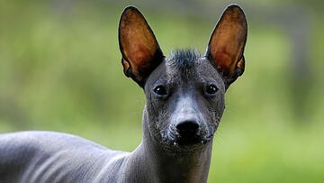 Día de Muertos 2023: origen y significado del perro Xoloitzcuintle