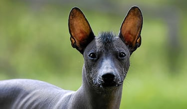 Conoce la leyenda del perro Xoloitzcuintle y por qué está relacionado con el Día de los Muertos