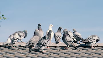 Homing pigeons sitting on the roof of a house on a blue sky