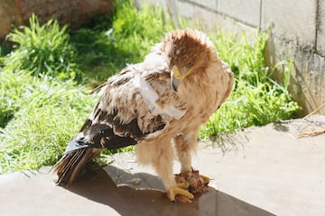 El guila imperial ibrica? (Aquila adalberti) es una de las aves endmicas de la pennsula ibrica.? Hasta no hace mucho se la consideraba una subespecie del guila imperial (Aquila heliaca), pero los estudios de ADN de ambas aves ? demostraron que estaban lo suficientemente separadas como para constituir cada una de ellas una especie vlida. El guila imperial ibrica es un ave amenazada; en 2013 se censaron 407 parejas en la Pennsula Ibrica.

La principal amenaza es la alta mortalidad juvenil asociada al hombre. Entre sus causas destacan las siguientes: incidencia de los venenos que se emplean ilegalmente en los cotos de caza, electrocucin en tendidos elctricos, escasez del conejo en sus hbitats, destruccin y fragmentacin del hbitat (transformacin de masas naturales en pinares o eucaliptales, infraestructuras y obras pblicas), y contaminacin. 

