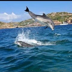 Watch out! Dolphins jumping outside my office window