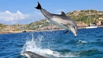 Bottlenose dolphins Iona Scotland