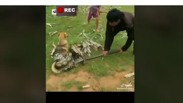 Niños salvan a perro de morir asfixiado por una serpiente