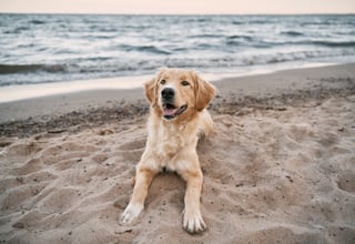 Las multas por acceder con perros a las playas de Chile, según la comuna