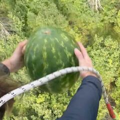 Lanzan sandías desde un telecabina al oso de Kicking Horse