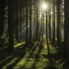 Crean superárboles genéticamente modificados