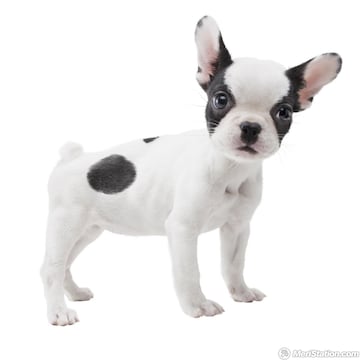 Captura de pantalla - 3ds_nintendogs_01char02_ev.jpg