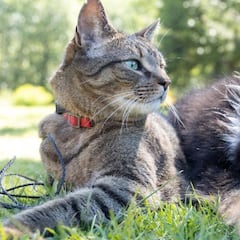 CURP para mascotas CDMX: qué es, cómo tramitar, requisitos y de cuánto es la multa por no darla de alta