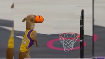 NBA publica la mejor clavada de un cachoritto con motivo del Día del perro
