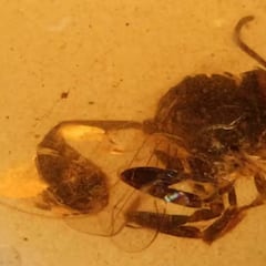 Hallan en España una especie animal de más de 100 millones de años: aporta información clave