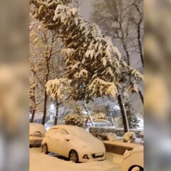 Unos chicos graban el momento exacto en que un árbol parte y cae encima de un coche