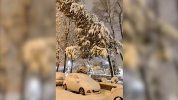 Unos chicos graban el momento exacto en que un árbol parte y cae encima de un coche