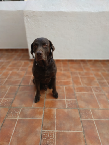 Reseña: Xiaomi Redmi Note 5