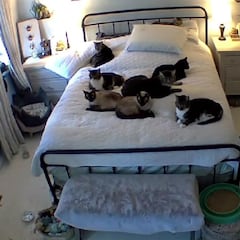 Una mujer deja a sus gatos solos una noche y lo que graba su cámara sorprende: “Me pareció adorable”