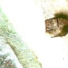 El extraño hallazgo de Google Maps que se ha vuelto viral