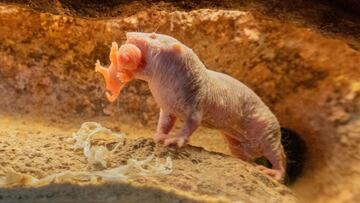 Nace un extra?o ejemplar de rata en el Bioparc de Valencia