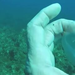 Un buceador encuentra un pez transparente: "Nunca había visto nada parecido"