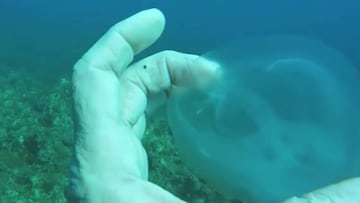 Un buceador coge por la boca una salpa, un pez transparente que parece un fantasma. En las aguas de Malta. 